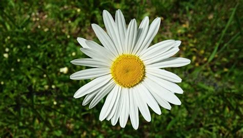 Friendship and New Beginnings: The Timeless Significance of Sunny Daisies