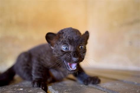 From Birth to Adulthood: The Journey of a Panther Cub