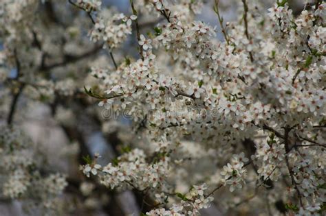 From Blossoms to Bountiful Harvest: The Art of Tree Care