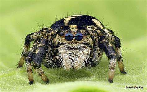 From Blue to Rainbow: The Astonishing Array of Spider Stripes