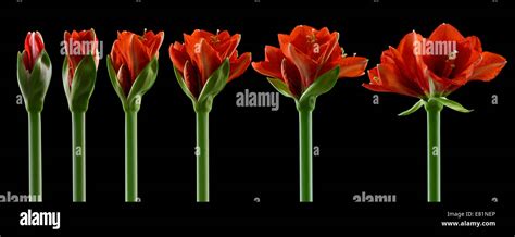 From Bud to Bloom: Exploring the Growth Stages of Flowers