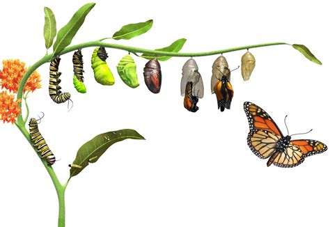 From Caterpillar to Butterfly: Exploring the Process of Metamorphosis and its Connection to Personal Growth