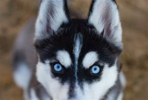 From Chasing Rabbits to Epic Adventures – The Fascinating Content of Husky Dreams