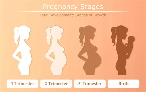 From Conception to Delivery: The Stages of Pregnancy