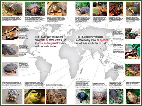 From Conservation Efforts to Educational Programs: The Impact of Interacting with Tortoises