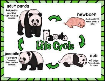 From Cub to Adult: Understanding the Life Cycle of Pandas