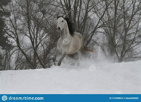 From Fantasy to Reality: Experiencing the Thrill of Mounting a Snowy Stallion