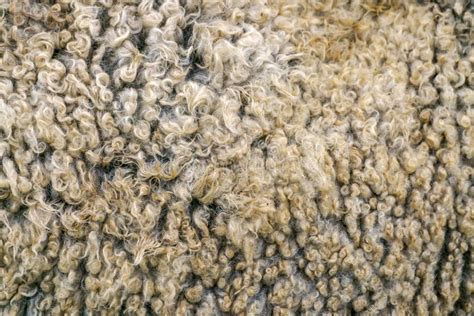 From Farm to Fashion: The Journey of Sheep's Golden Fleece