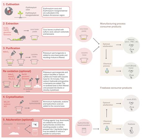 From Farm to Lab: Understanding the Cocaine Production Process