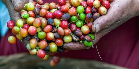 From Farm to Plate: Tracing the Journey of Sugar Beans