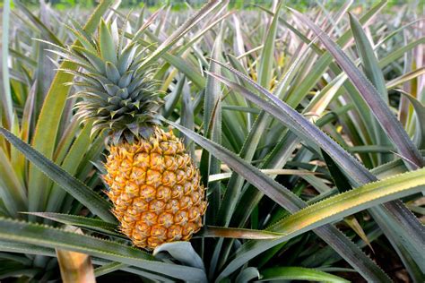 From Farm to Table: Mastering the Art of Pineapple Cultivation