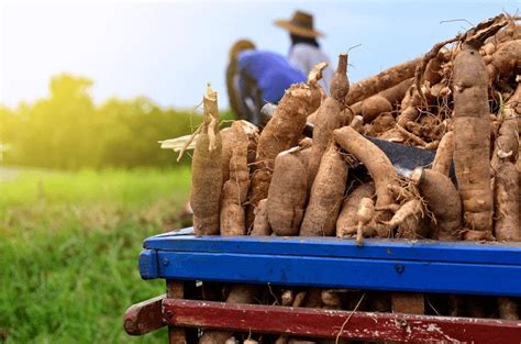 From Farm to Table: The Journey of Cassava Tubers