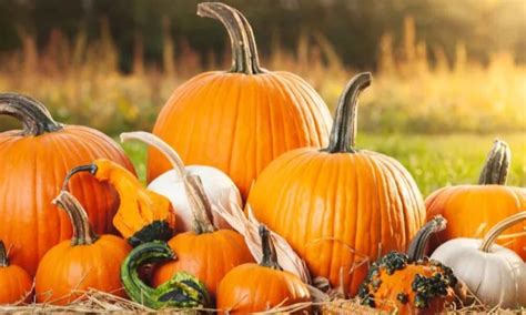 From Farm to Table: The Journey of a Pumpkin from Patch to Carving