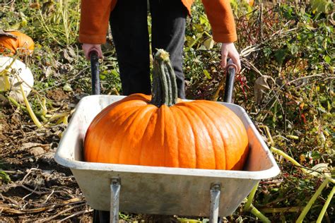 From Farm to Table: The Joy of Harvesting Pumpkins