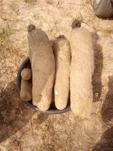 From Farm to Table: Understanding the Cultivation Process of Yam Tubers