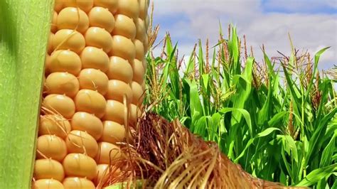 From Farm to Table: Understanding the Modern Importance of Maize Corn