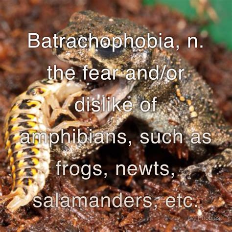 From Fear to Fascination: Overcoming Amphibian Phobias