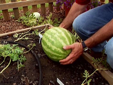 From Field to Fork: The Journey and Harvesting Process of Watermelon 