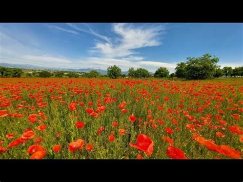 From Field to Kitchen: The Journey of Enchanting Blue Poppies