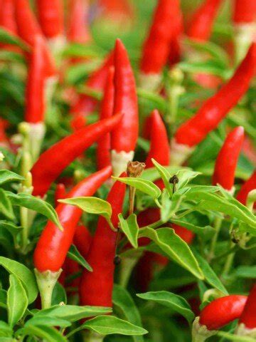 From Flavors to Superstitions: The Cultural Significance of Chillies