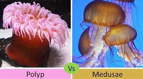 From Fragility to Resilience: The Astonishing Adaptations of Blush Medusae