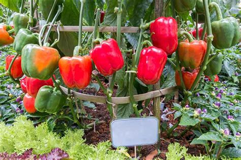 From Garden to Plate: Growing and Cooking with the Delectable Bell Pepper