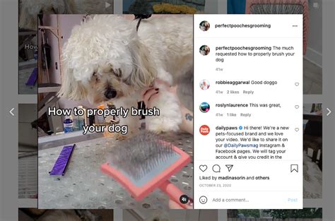 From Grooming Salons to Social Media: The Rise of the Vibrant Canine Trend