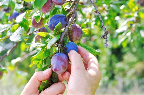 From Harvest to Plate: Delectable Recipes Utilizing Freshly Harvested Plums