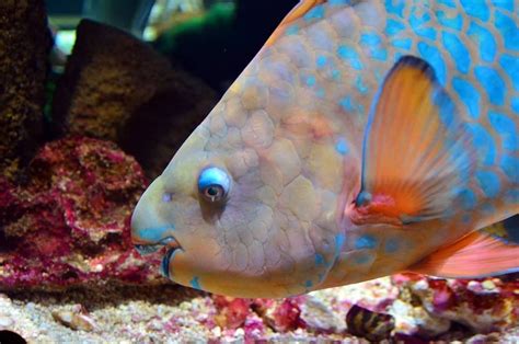 From Herbivores to Coral Architects: Parrot Fish and Their Ecological Role