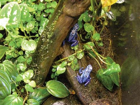 From Jungle to Terrarium: Caring for Poison Frogs