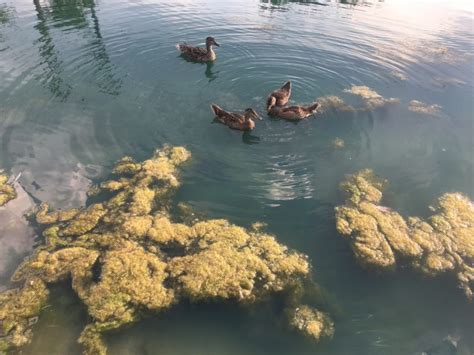 From Muck to Clarity: Unveiling the Symbolic Journey of the Murky Pond