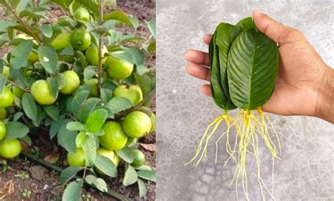 From Mythical Origins to Modern Cultivation: The Fascinating Journey of Guava