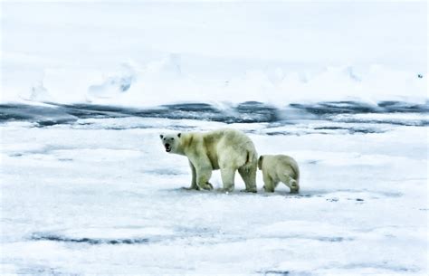 From Mythology to Modern Interpretations: Tracing the Cultural Significance of Polar Bears