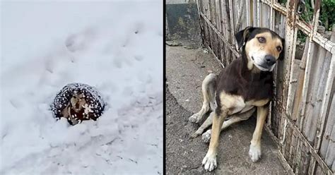 From Neglect to Hope: A Tale of an Abandoned Pooch