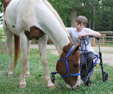 From Nightmares to Hope: the Therapeutic Potential of Rescuing Submerged Equines in Dreams