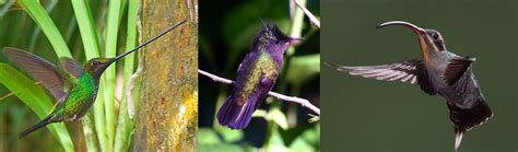 From Ostriches to Hummingbirds: The Evolution of Petite Feathered Beauty