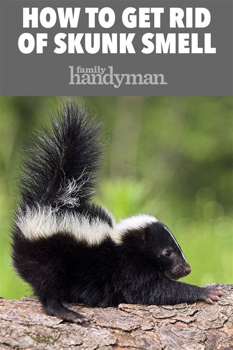 From Repellent to Attractive: Unconventional Desires Revealed in Skunk Aroma Dreams