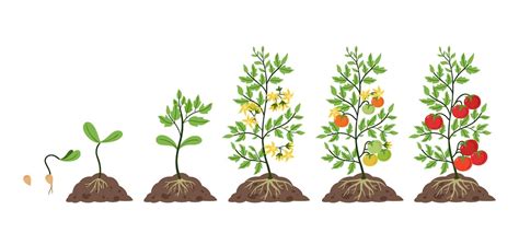 From Seed to Harvest: Understanding the Tomato Plant Lifecycle