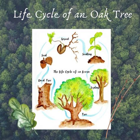 From Seed to Mighty Tree: Revelations of the Majestic Oak's Life Cycle