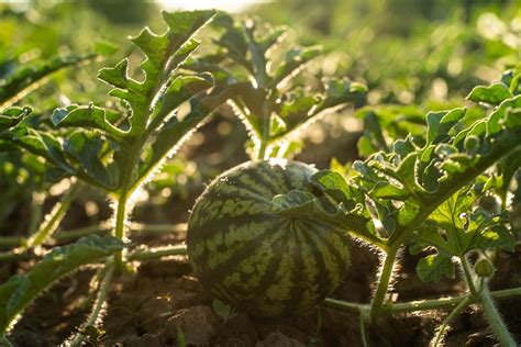 From Seed to Slice: Cultivating Your Own Watermelon Patch