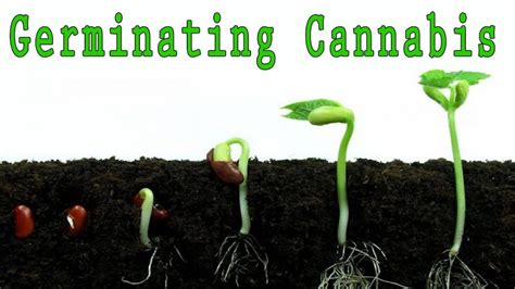 From Seed to Sprout: Mastering the Art of Germination