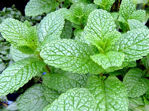 From Seed to Table: Cultivating and Gathering Aromatic Mint Leaves in Your Own Backyard