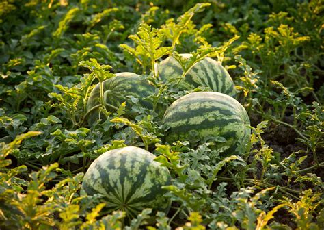 From Seedling to Fruit: The Journey of Cultivating Juicy Watermelons