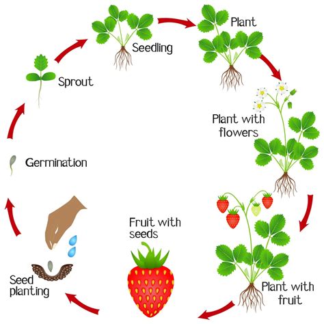 From Seedlings to Harvest: A Guide to the Life Cycle of a Strawberry Plant