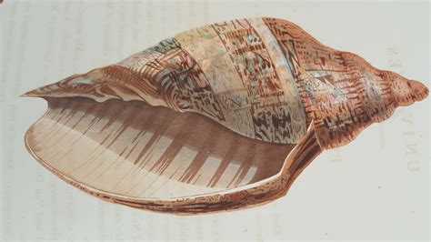 From Shells to Stories: The History and Lore Surrounding the Art of Conchology