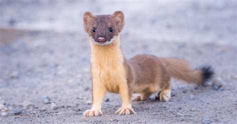 From Sly Creatures to Cultural Icons: Contemporary Fascination with Weasels