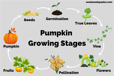 From Sprouting a Seed to the Emergence of a Young Plant: Effective Methods for Initiating Pumpkin Growth