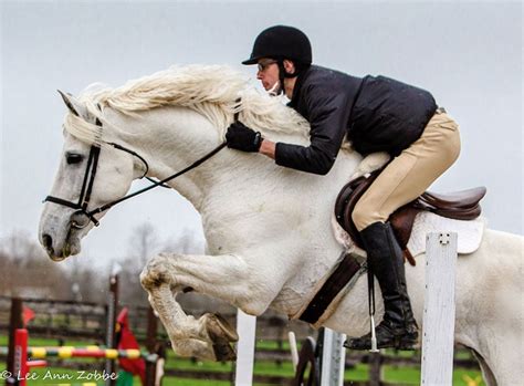 From Therapy Animals to Show Stars: The Versatile Roles of Compact Equines in Society