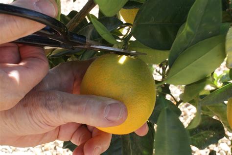 From Tree to Table: The Journey of Harvesting Plump Citrus Fruits