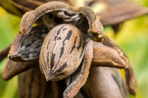 From Tree to Table: Tips for Processing, Storing, and Enjoying Your Pecan Harvest